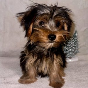 Jack Male Yorkie Puppy Champion Lines