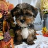 Kayla  Chocolate Parti Female Yorkie Puppy
