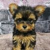 Velisa Female Yorkie Puppy