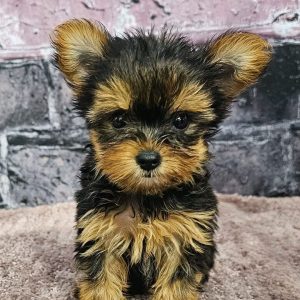 Velisa Female Yorkie Puppy