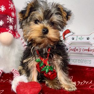 Daisy Traditional Female Yorkie Puppy
