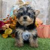 Cassidy Parti Female Yorkie Puppy  Champion Lines!