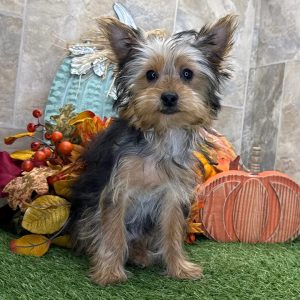 Maddox Male Yorkie Puppy