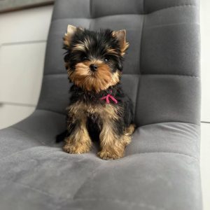 Legend APRI Traditional Male Yorkie Puppy
