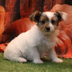 Kasper Traditional Male Yorkie Puppy